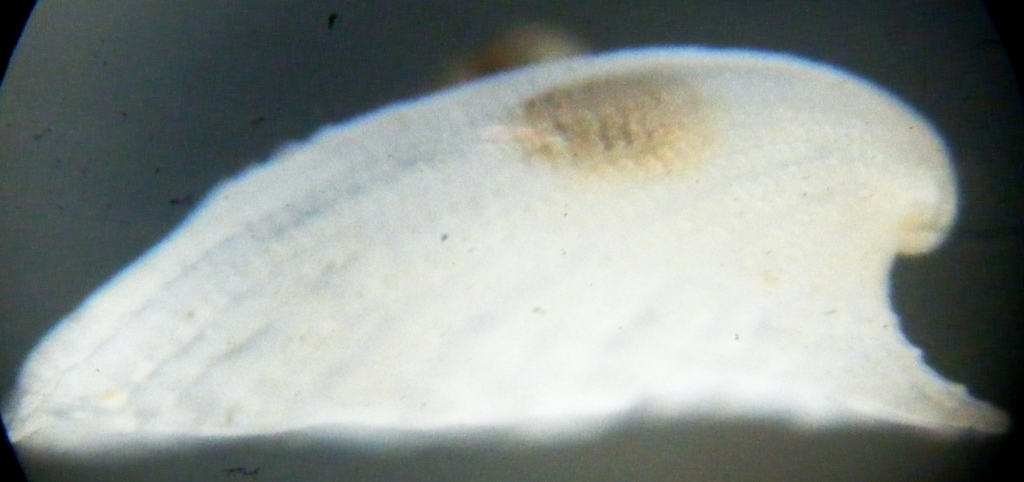 Emarginula 1